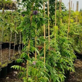 WISTERIA Glicynia Szczepiona Cena 75 zł
