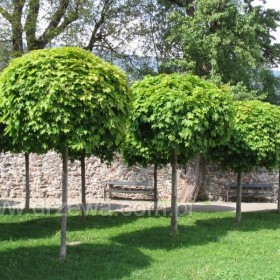 KLON Kulisty Globosum 180-200 CM  260 złł