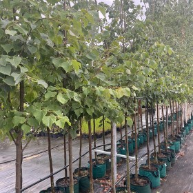 LIPA Drobnolistna w Donicy 2,5-3 m wysokość Obwód pnia 12-14 cm 290 zł