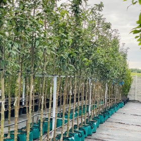 LIPA Drobnolistna w Donicy 2,5-3 m wysokość Obwód pnia 12-14 cm 290 zł