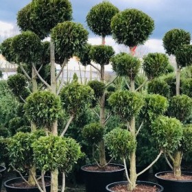Bonsai 7-9 -11 kul Wys. 200 do 250 cm Cena 1450 zł