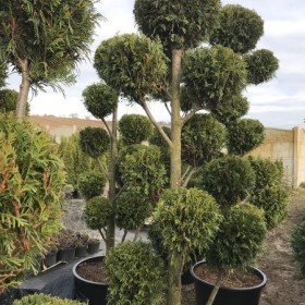 Bonsai 7-9 -11 kul Wys. 200 do 250 cm Cena 1450 zł