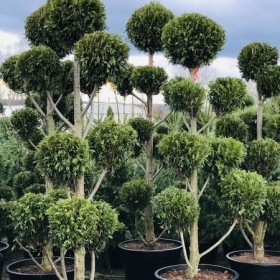 Bonsai 7-9 -11 kul Wys. 200 do 250 cm Cena 1450 zł