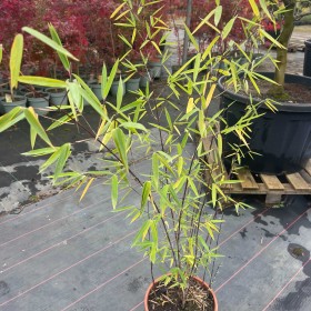 Bambus Czarny Nigra 80-100 cm cena 120 zł