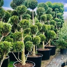 Bonsai 7-9 -11 kul Wys. 200 do 250 cm Cena 1450 zł