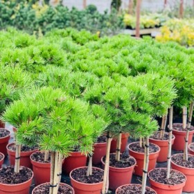 Sosna na Pniu Low Glow 80 cm Cena 145 zł