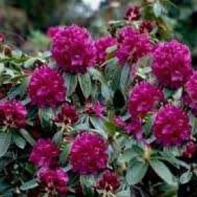 Różanecznik 'Rhododendron' Old Port 50-60 cm cena 55 zł