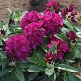 Różanecznik 'Rhododendron' Old Port 50-60 cm cena 55 zł