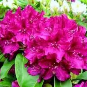 Różanecznik 'Rhododendron' Old Port 50-60 cm cena 55 zł