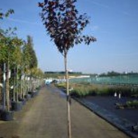 Śliwa Pissardii 200 cm Obwód 10-12 cm cena  280 zł