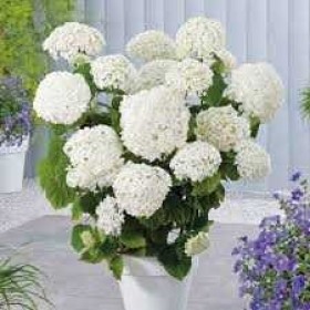Hortensja Drzewiasta Annabelle 4 Letnia Cena 55 zł