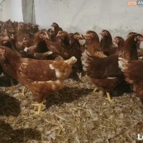 młode kurki lohman