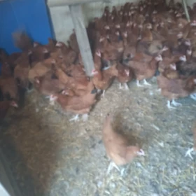 sprzedam kurki nioski 18 tyg