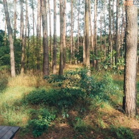 Odpocznij w Lesie, domek do wynajecia