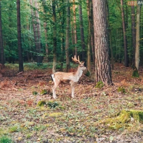 Odpocznij w Lesie, domek do wynajecia