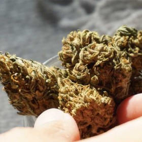 100 Gram AMNESIA Haze 49% Susz Konopny CBD THC MOCNY  100G