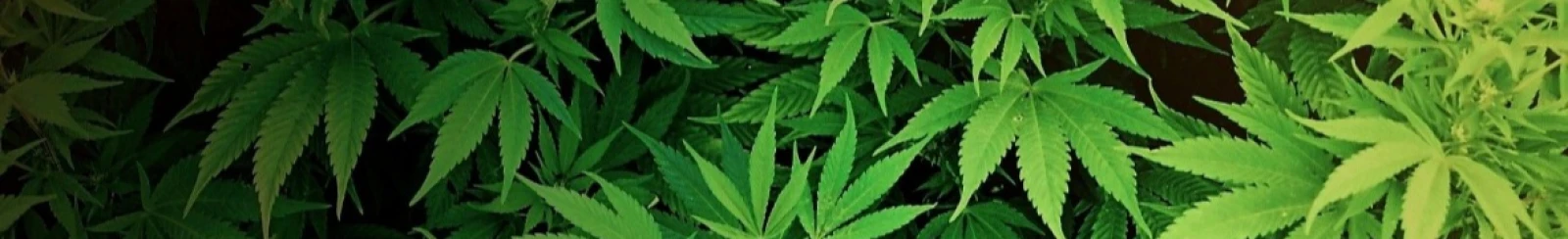 Cannabis Kings