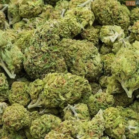 Cannabis Kings